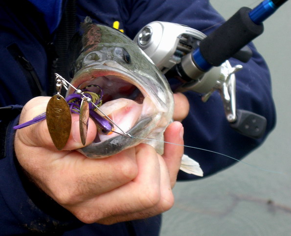 Fred_bass_spinner_2_2008.jpg
