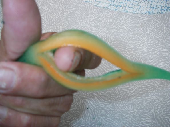 Montage Nitro soft Jerk