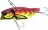 RG Red Craw