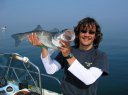 Seabass 2006, Grandcamp. 
Notre plus gros poisson pour cette manche.