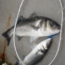 joli double lors des essais des fighter jig le gros fait 6.5 kgs 