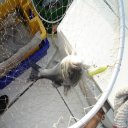 Prise d'un poisson de 3 kgs au chatter beast , le coloris est personnel