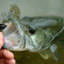 Black au spinner Eruption et trailer lézard