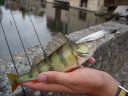Perche en street fishing à Chartres