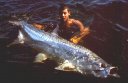 La c'est du lourd! Big tarpon au leurre souple!!