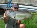 Tarpon en "Street fishing" tropical